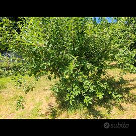 Orto 980 mq casottino e area recintata