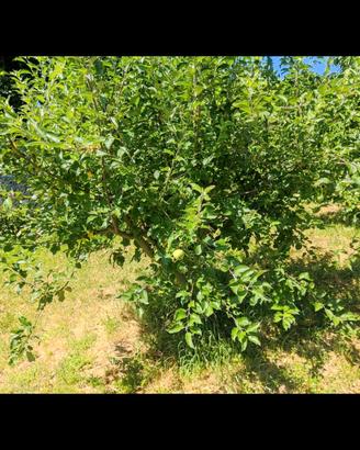 Orto 900 mq casottino e area recintata