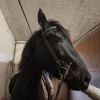 Castrone tolfetano certificato verde