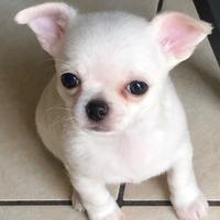 Ultimo cucciolo di Chihuahua