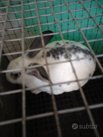 Conigli nuova Zelanda e papilop