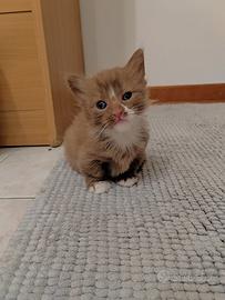Munchkin maschio