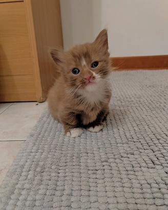 Munchkin maschio