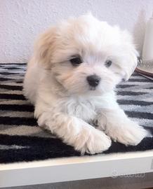 Cuccioli di Maltese