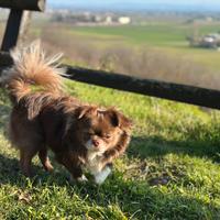 Chihuahua con pedigree per monta