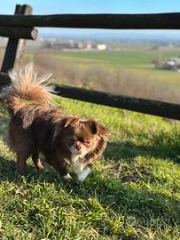 Chihuahua con pedigree per monta