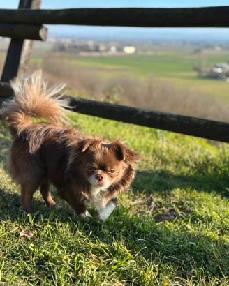 Chihuahua con pedigree per monta