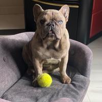 Affido cane