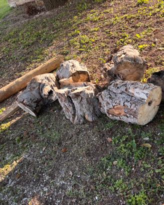 Ceppi d’albero