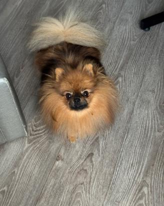 Spitz Pomerania