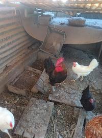 Gallo