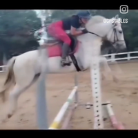 Pony grigia