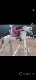 Pony grigia