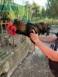Gallo hybrido razza Jersey gigante X ovaiola rossa