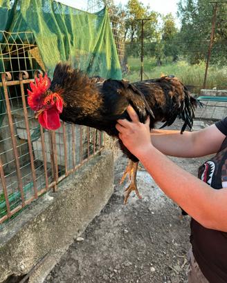 Gallo hybrido razza Jersey gigante X ovaiola rossa