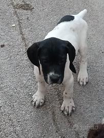 Pointer