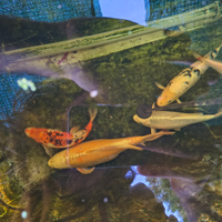 Carpe koi