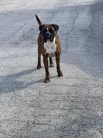 Boxer pedigree enci 2 anni