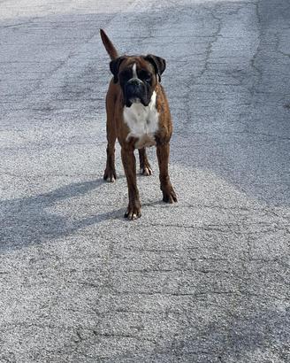 Boxer pedigree enci 2 anni