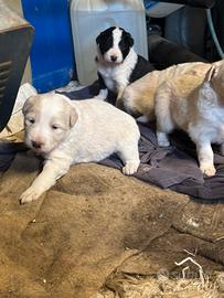 Cuccioli di border collie