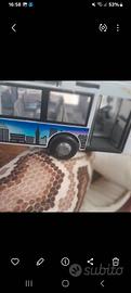 Auobus doppio gioco per bambini