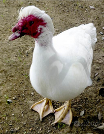 Maschio di anatra muta