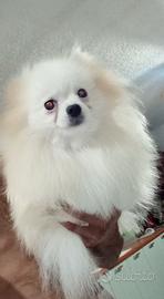 Spitz Pomerania femmina 11 mesi
