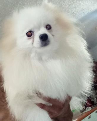 Spitz Pomerania femmina 11 mesi