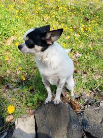 chihuahua accoppiamento 