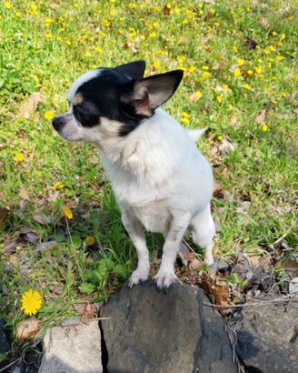 chihuahua accoppiamento 