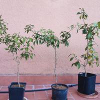 Piante agrumi yuzu giapponese