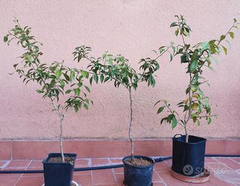 Piante agrumi yuzu giapponese