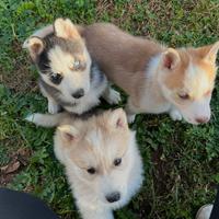 Cuccioli Siberian Husky