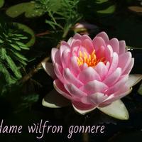 ninfea M.W. Gonnere pianta laghetto no alghe