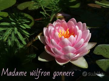 ninfea M.W. Gonnere pianta laghetto no alghe