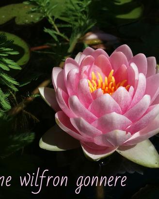 ninfea M.W. Gonnere pianta laghetto no alghe