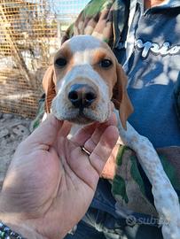 bracco pointer