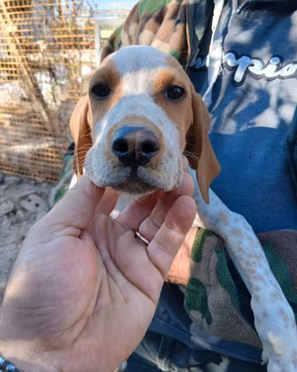 bracco pointer
