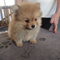 Cuccioli di spitiz Pomerania