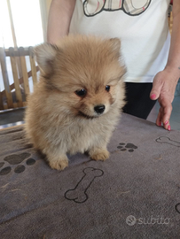 Cuccioli di spitiz Pomerania