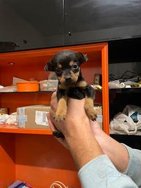 Cuccioli pinscher