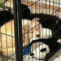 Cuccioli di Border Collie