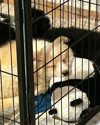 Cuccioli di Border Collie