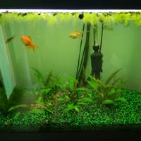 Acquario askoll tenerif 88 -150 litri circa