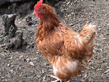 Galline ovaiole