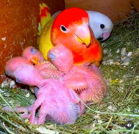 Pulli di inseparabili roseicollis