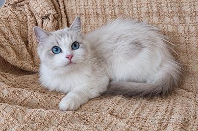 Ragdoll adulta con pedigree