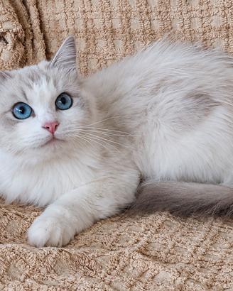 Ragdoll adulta con pedigree