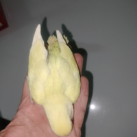 Inseparabile allevato a mano Cremino