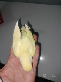 Inseparabile allevato a mano Cremino